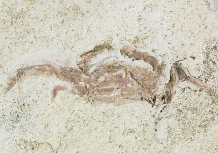 Fossil Pea Crab (Pinnixa) From California - Miocene #47033